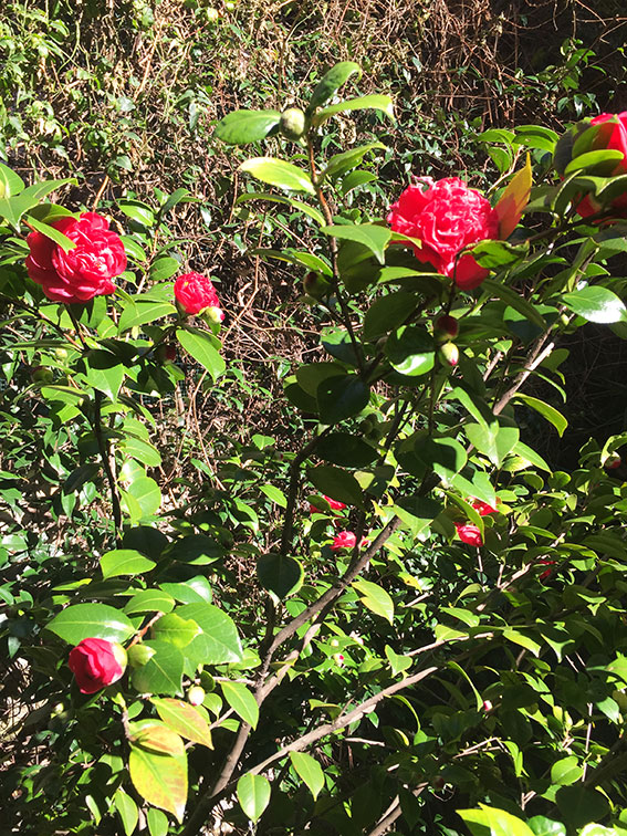 Camogli giardino sul lungomare