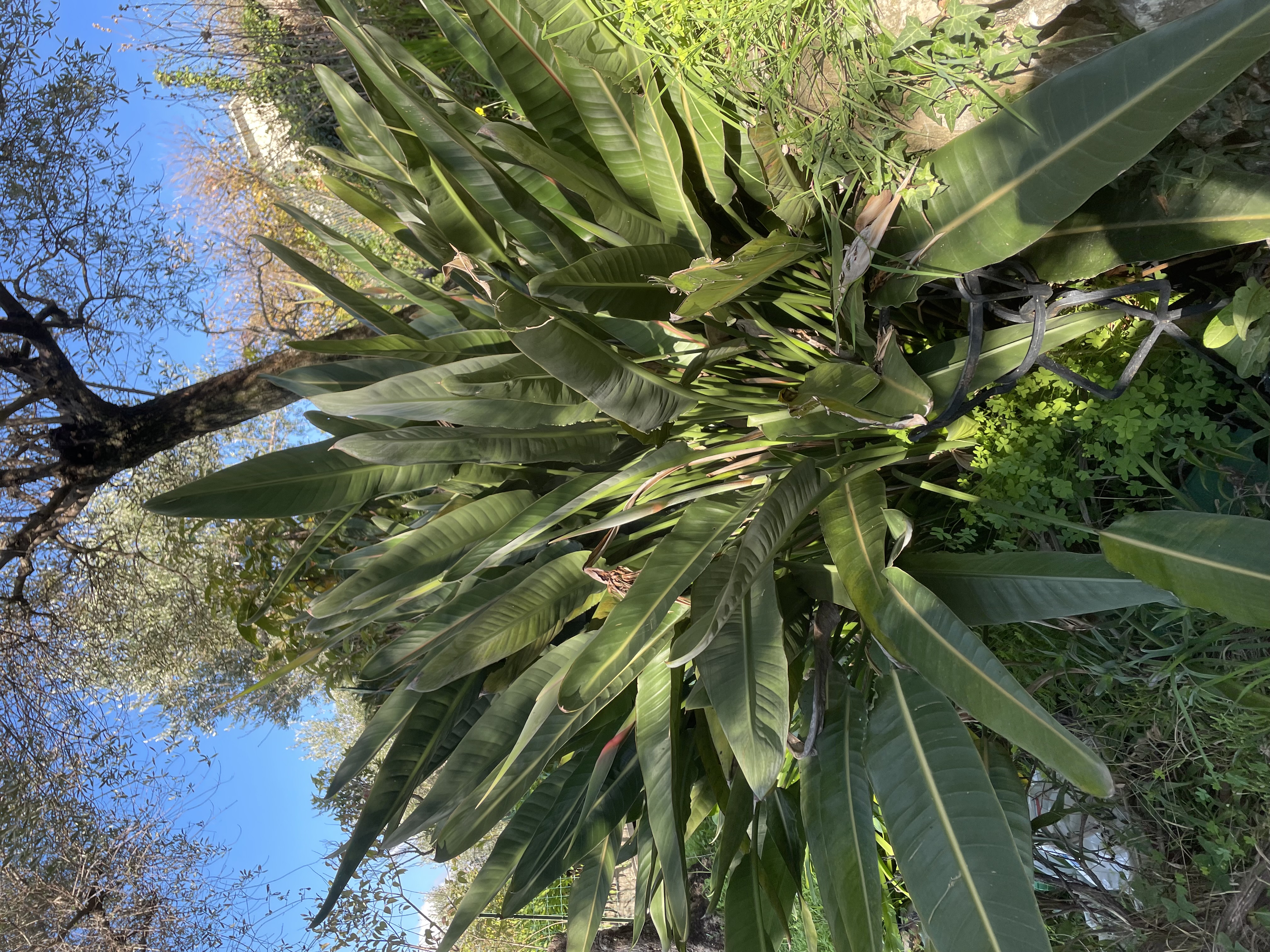 Camogli appartamento con giardino e vista da sogno sul mare